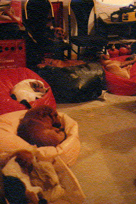 1st picture of beagle buddies
