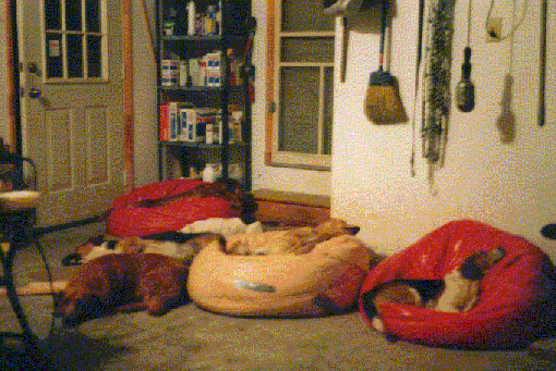 2nd picture of beagle buddies